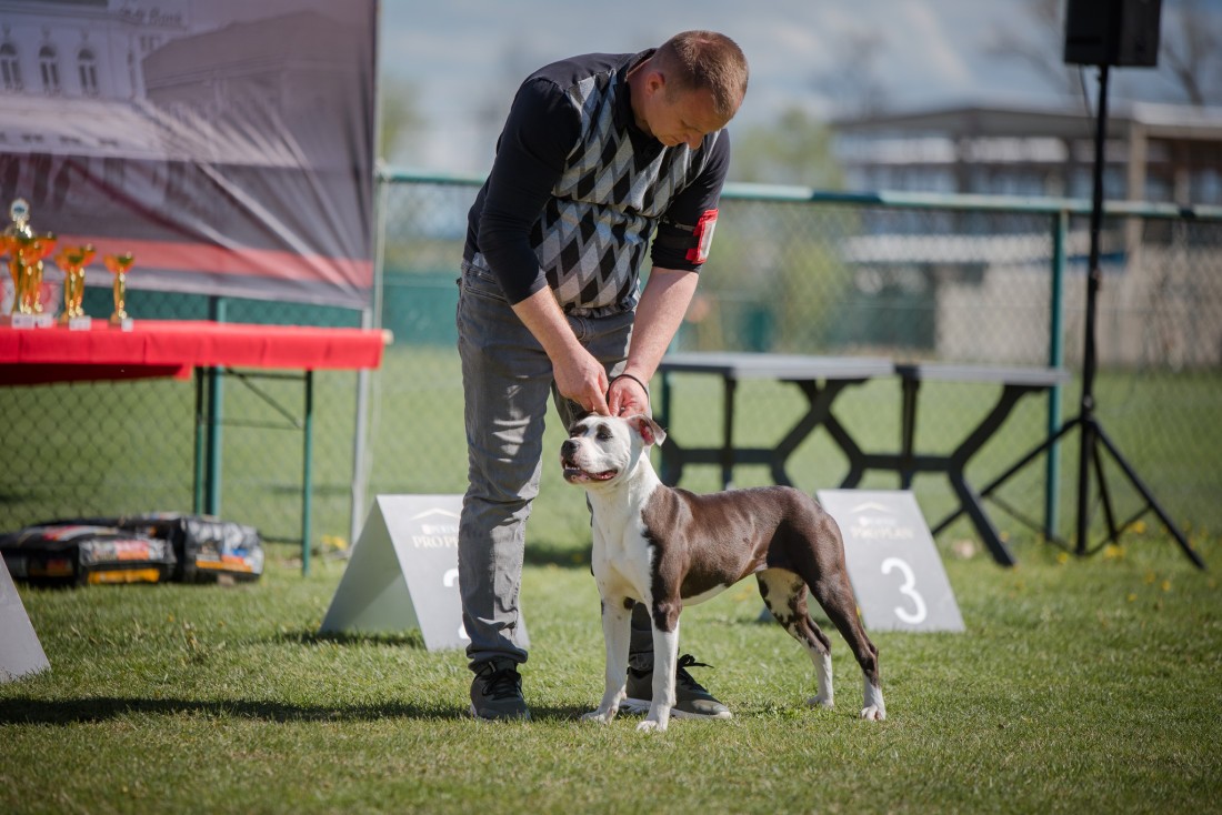 Kinološki događaj u Bijeljina okupio izlagače iz više zemalja