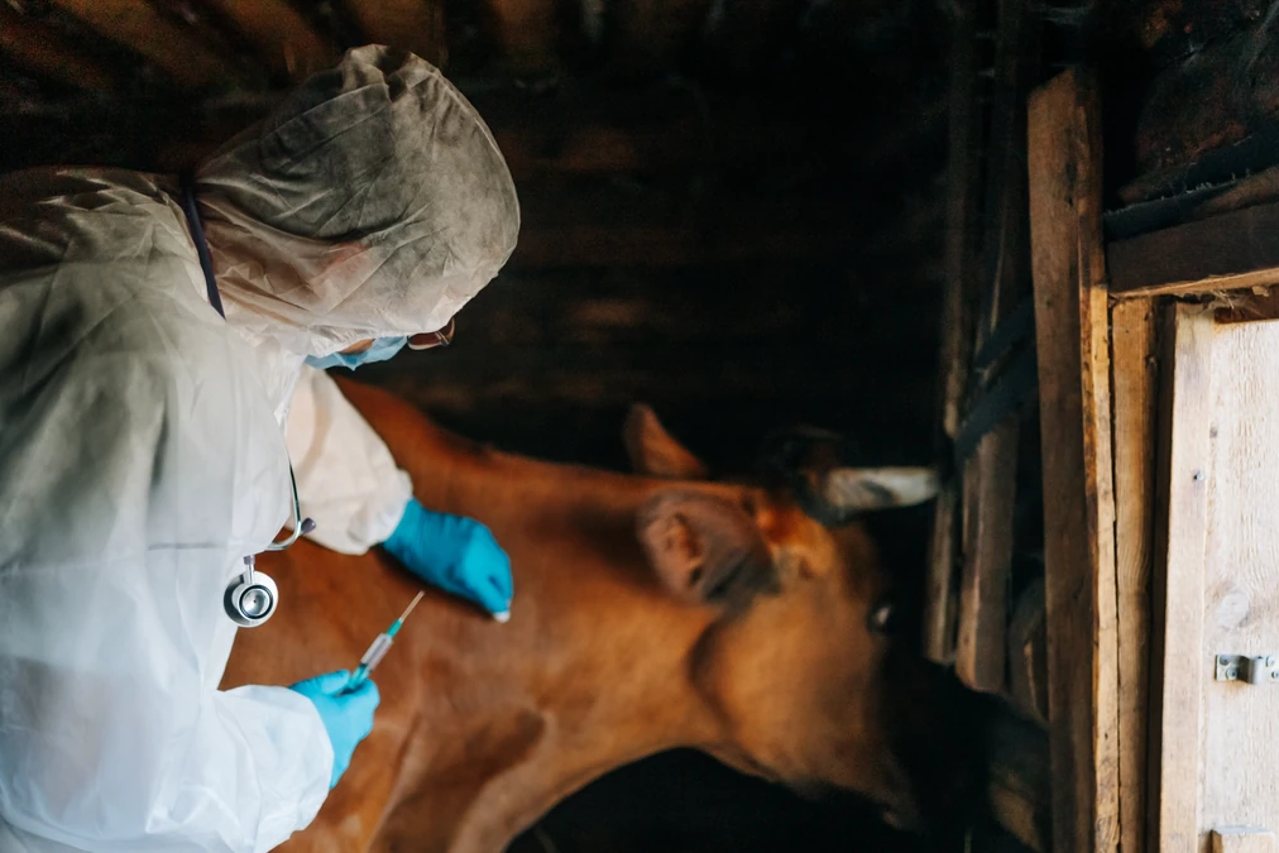 Potvrđen slučaj antraksa u BiH, mogu se zaraziti i ljudi