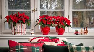 Znate li kako pravilno njegovati božićnu zvijezdu? Uz ove savjete, potrajati će cijelu godinu