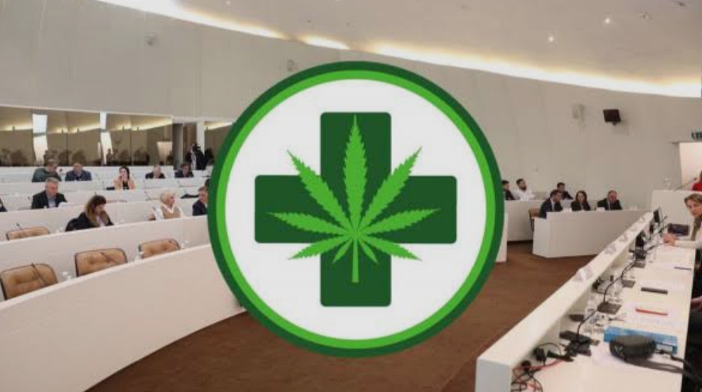 Legalno na papiru, nedostižno u stvarnosti: Medicinski kanabis daleko od pacijenata