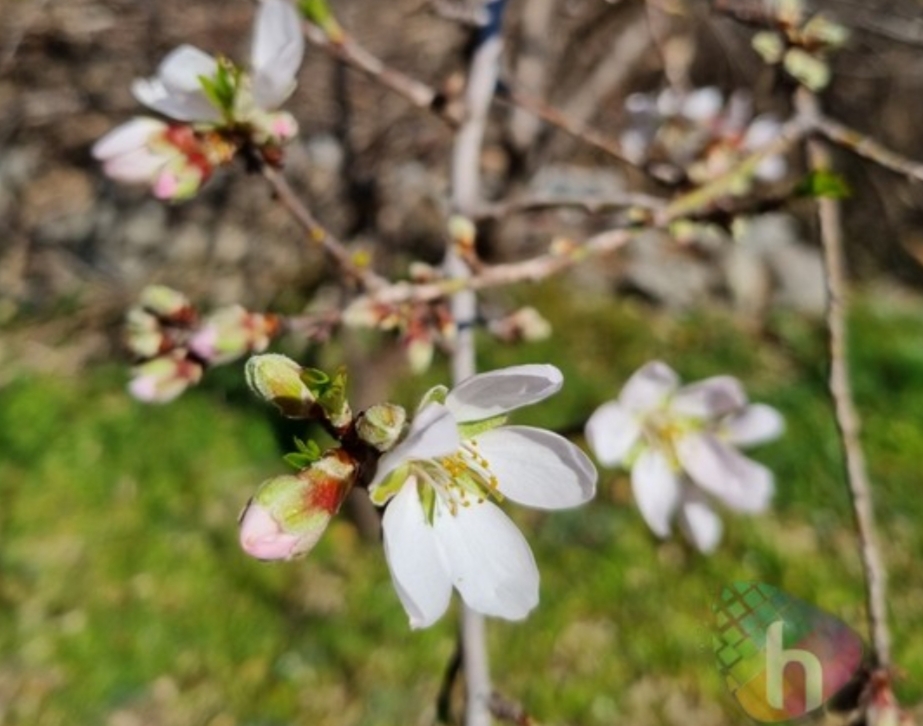 Sinoć nam je stiglo proljeće: evo zašto više ne počinje 21. ožujka