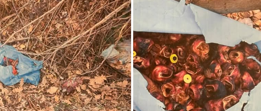 Ekološki skandal u Semberiji: U vrećama pronađene uši goveda s markicama