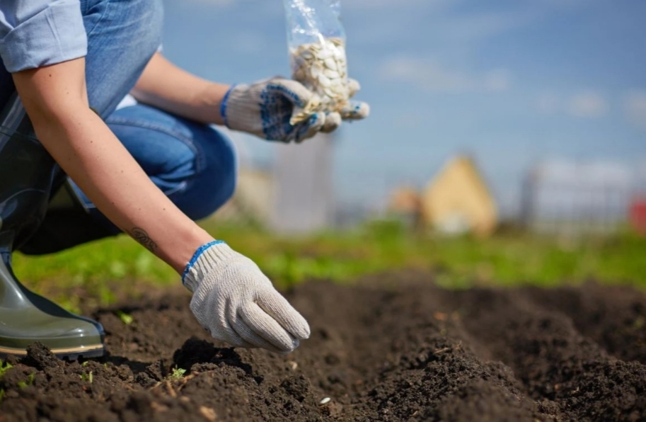 Proljetna sjetva – skuplja, ali nezaustavljiva