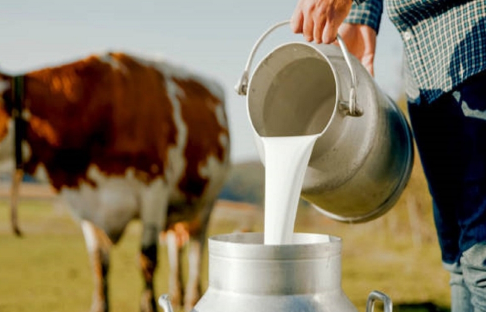 Meggle smanjuje otkup mlijeka, proizvođači upozoravaju na gašenje farmi