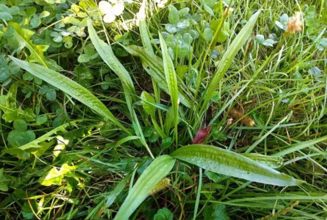 Mali, neugledni trputac – tisućljetni čuvar našeg zdravlja