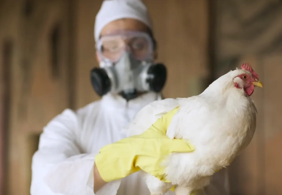 Povratak ptičje gripe u SAD i Europu