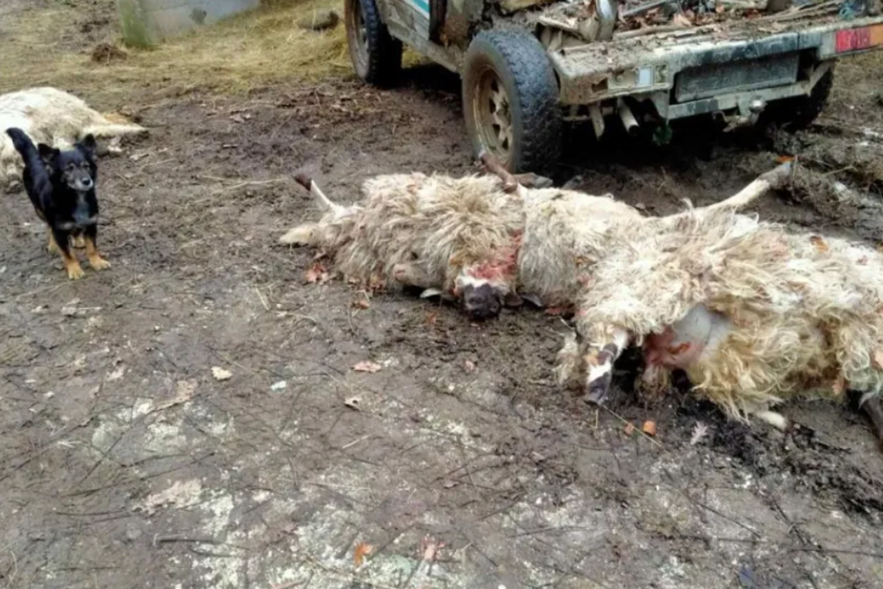 Zaštićeni vukovi prave veliku štetu stočarima u Prozor-Rami