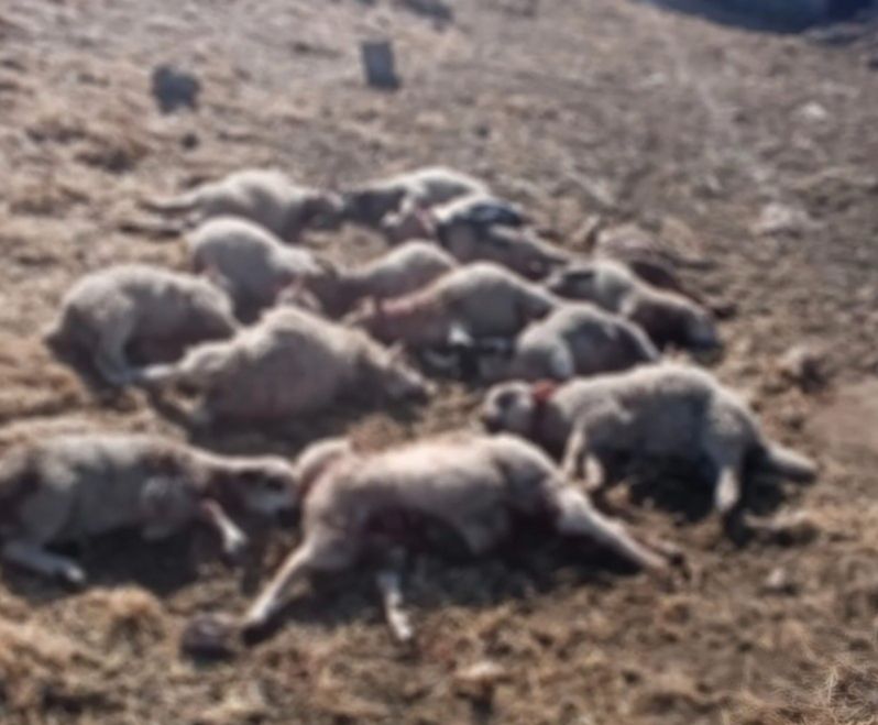 Čopor pasa lutalica napao stado kod Trebinja: usmrćeno više od 20 grla